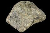 Fossil Hadrosaur Phalange - Alberta (Disposition #-) #134518-2